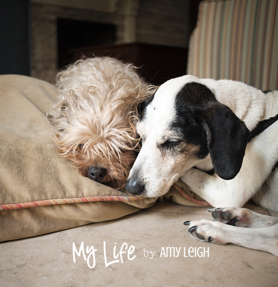 pet photographer houston Houston Photography Business