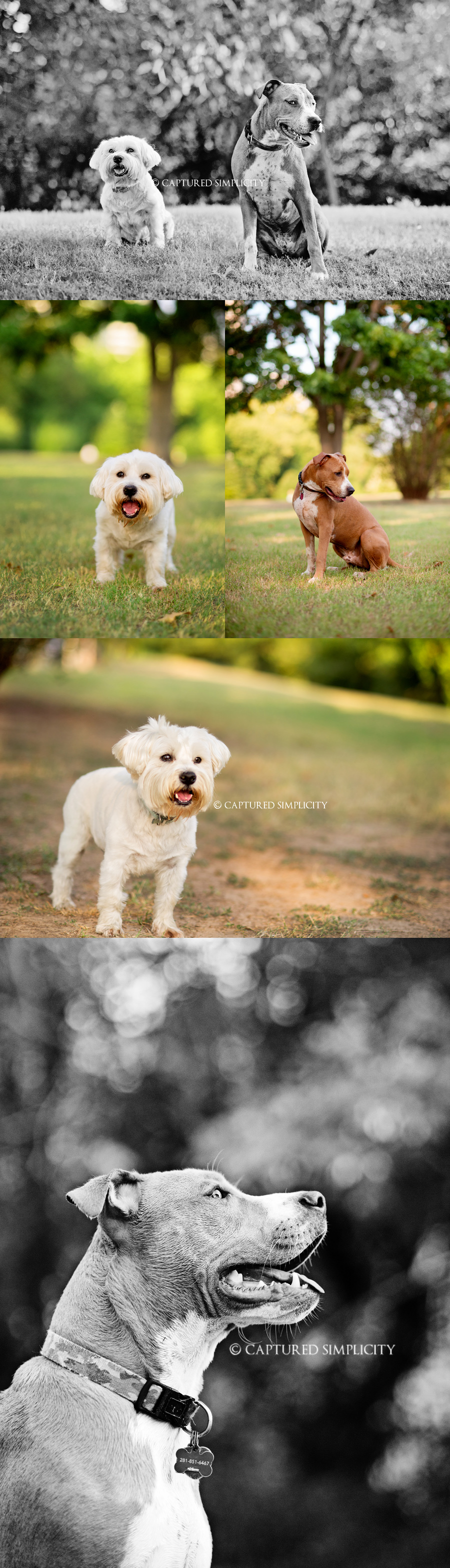 Houston Pet & Family Photographer