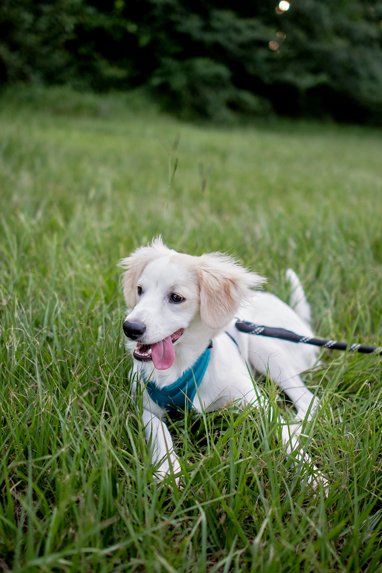 Golden Retriever - Dog breed